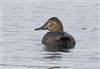 Pochard at Willen Lake South, Willen Lakes, Buckinghamshire. Photographed by Michael Haberfield on 28th February 2025.