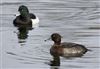 Tufted Duck