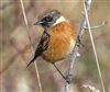 Stonechat