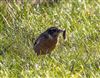 Stonechat
