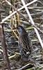 Water Rail