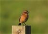 Stonechat