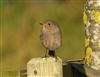 Black Redstart