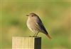 Black Redstart