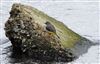 Grey Wagtail
