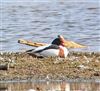 Shelduck