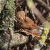 Wren