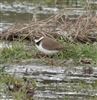 Little Ringed Plover