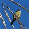 Blue Tit