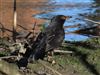 Blackbird