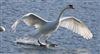 Mute Swan