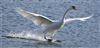 Mute Swan