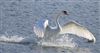 Mute Swan