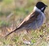 Reed Bunting