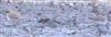 Little Ringed Plover