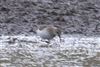 Dunlin