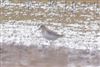 Dunlin