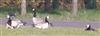 Barnacle Goose