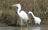 Great White Egret