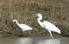 Great White Egret