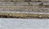 Little Ringed Plover