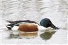 Shoveler