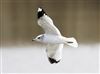 Common Gull