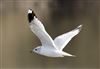 Common Gull