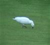 Snow Goose