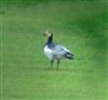 Barnacle Goose