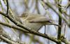 Chiffchaff