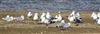 Common Gull