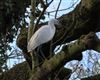 Little Egret