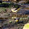Grey Wagtail