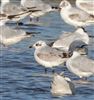 Mediterranean Gull