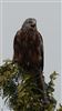 Red Kite