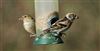 Brambling