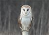 Barn Owl