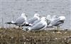 Common Gull