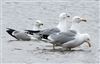 Herring Gull