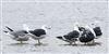Lesser Black-backed Gull