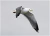 Lesser Black-backed Gull