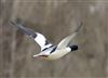 Goosander