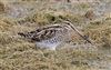 Snipe
