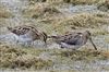 Snipe