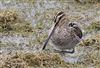 Snipe