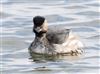 Black-necked Grebe
