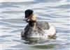 Black-necked Grebe