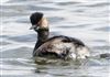 Black-necked Grebe