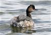 Black-necked Grebe